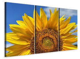 3-piece-canvas-print-sunflower-in-xxl