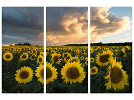 3-piece-canvas-print-sunflowers-in-sweden
