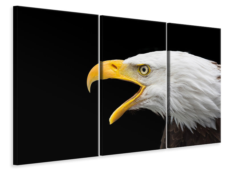 3-piece-canvas-print-the-bald-eagle