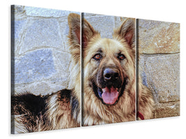 3-piece-canvas-print-the-german-shepherd