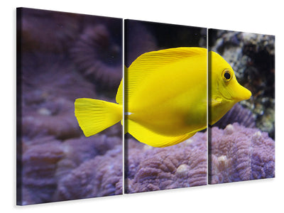 3-piece-canvas-print-the-lemon-doctor-fish