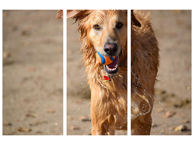 3-piece-canvas-print-wet-dog