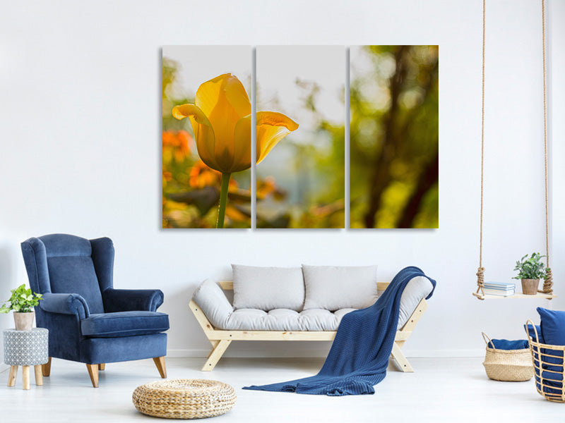 3-piece-canvas-print-yellow-tulip-in-the-nature