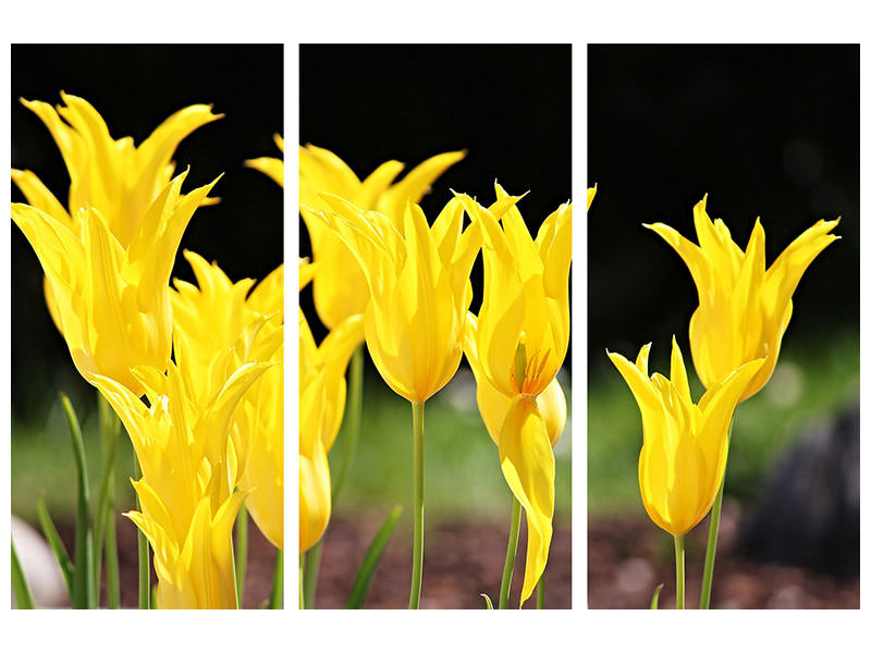 3-piece-canvas-print-yellow-tulips-in-the-nature