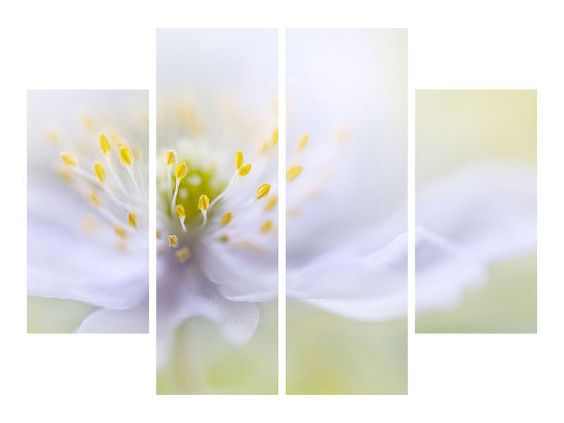 4-piece-canvas-print-anemone-beauty