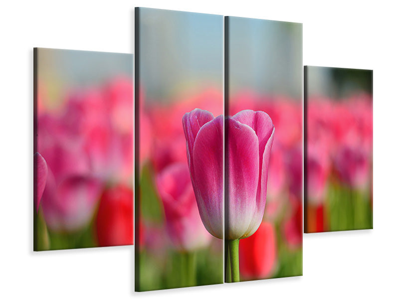 4-piece-canvas-print-tulip-field-in-pink-red