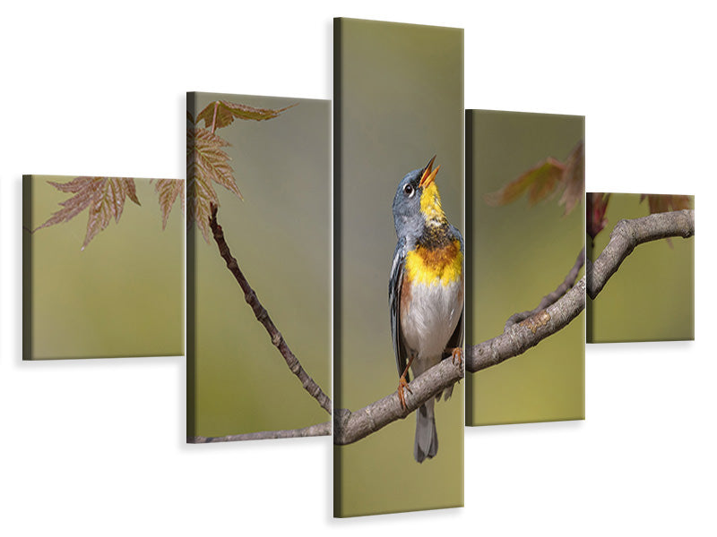 5-piece-canvas-print-parula-on-stage