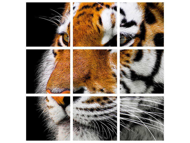 9-piece-canvas-print-close-up-tiger-head