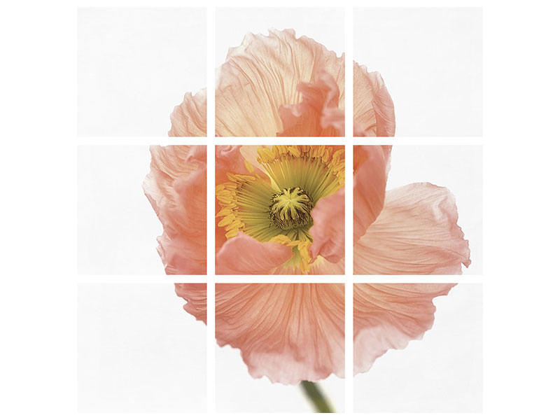 9-piece-canvas-print-poppy