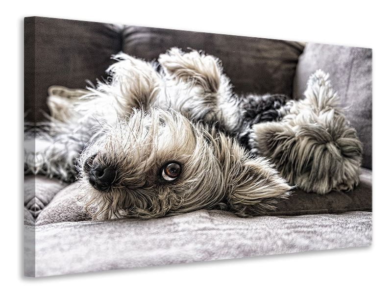 canvas-print-2-cute-dogs