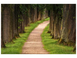 canvas-print-a-path-in-the-forest