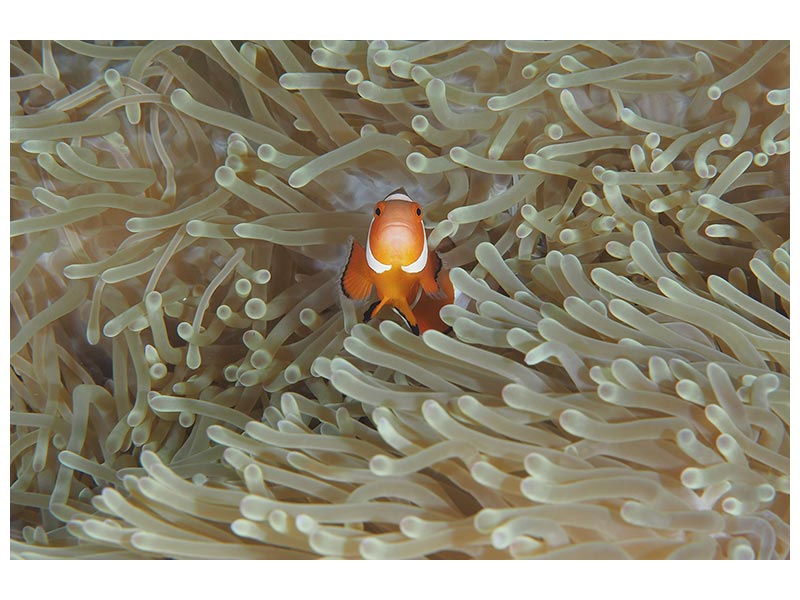 canvas-print-amphiprion-ocellaris-x