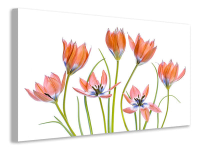 canvas-print-apricot-tulips