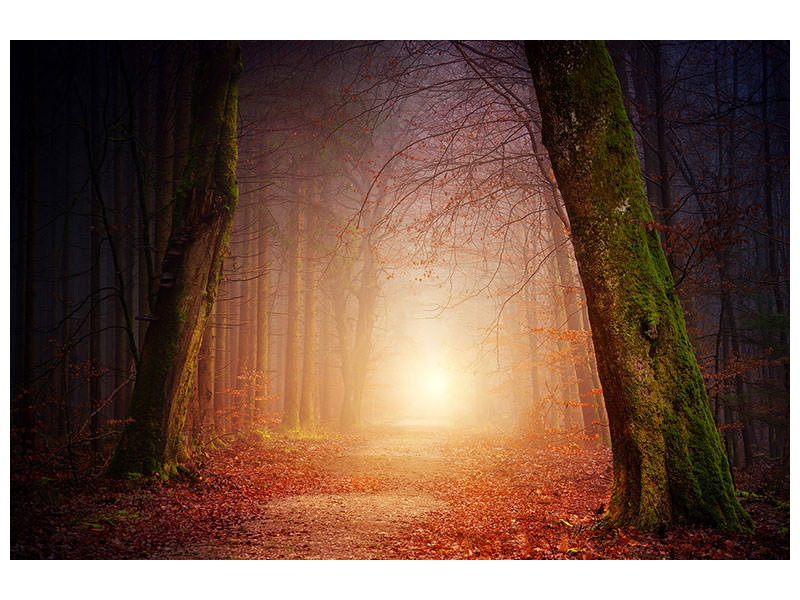 canvas-print-autumn-in-the-woods