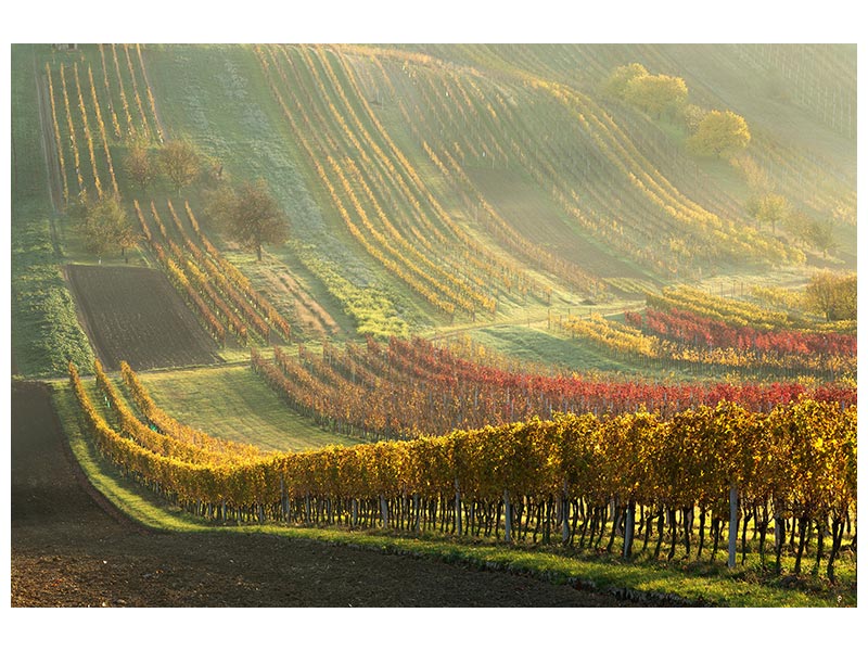canvas-print-autumn-vineyards-x