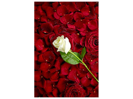 canvas-print-bed-of-roses