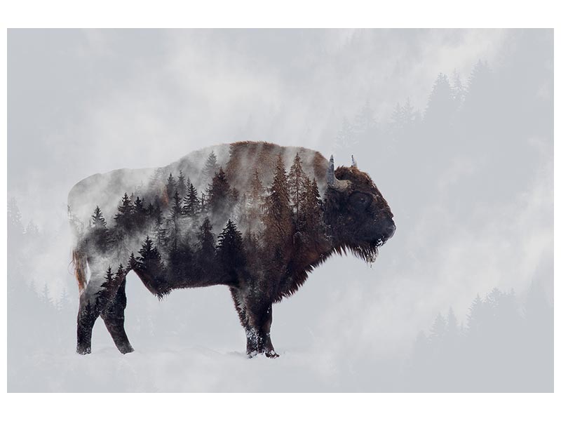 canvas-print-bison-double-exposure-x