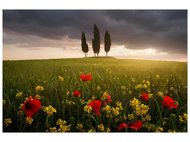 canvas-print-blooming-tuscany-x