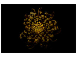 canvas-print-chrysanthemum