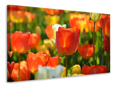 canvas-print-close-up-tulip-field