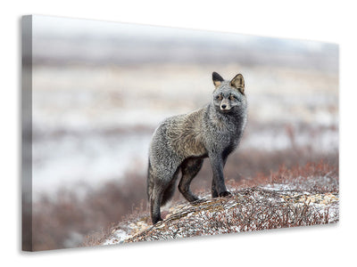 canvas-print-cross-fox