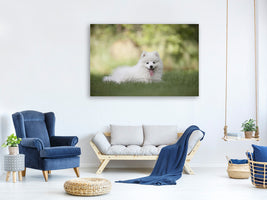 canvas-print-cute-spitz-puppy