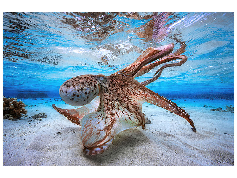 canvas-print-dancing-octopus