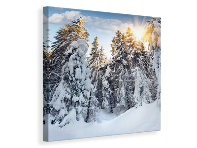canvas-print-fir-in-snow