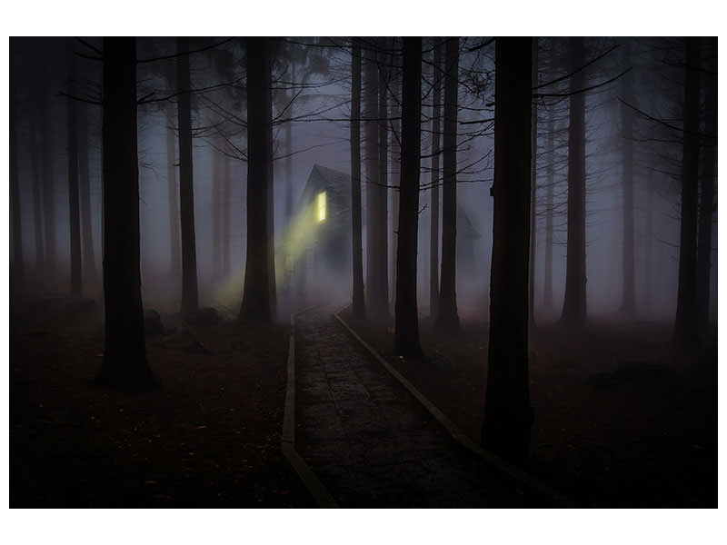 canvas-print-fog-in-the-forest