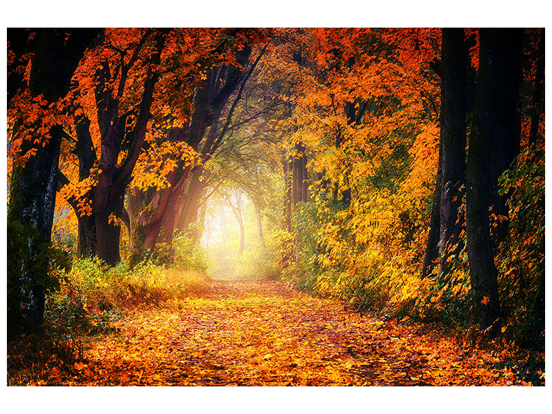 canvas-print-forest-walk