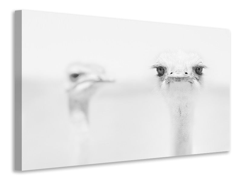 canvas-print-funny-ostrich