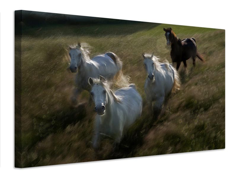 canvas-print-gallop-in-x