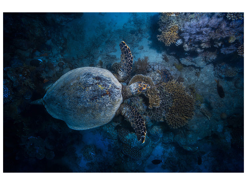 canvas-print-hawksbill-sea-turtle-ii