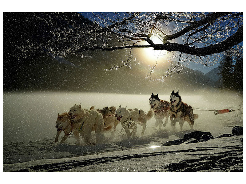 canvas-print-huskies