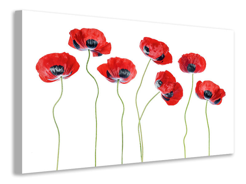 canvas-print-ladybird-poppies