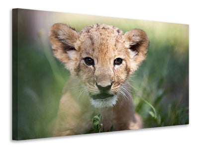 canvas-print-lion-baby