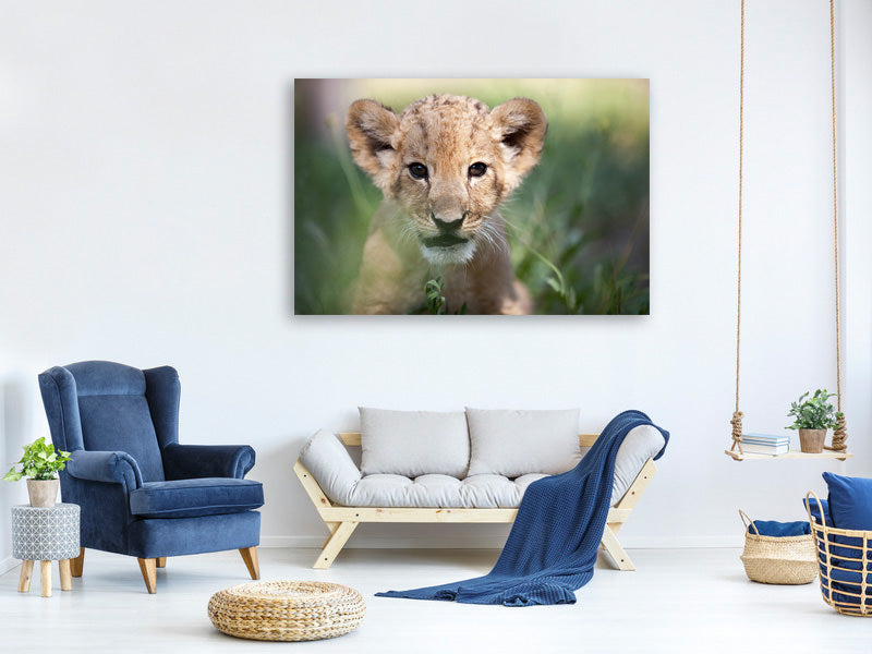 canvas-print-lion-baby
