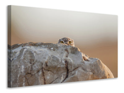 canvas-print-little-owl