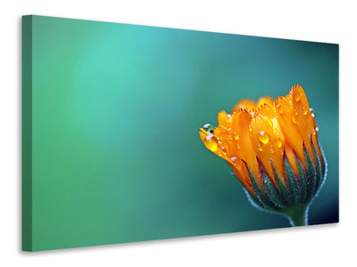 canvas-print-marigold-in-morning-dew