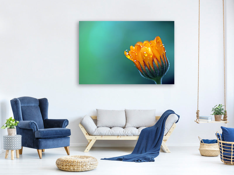 canvas-print-marigold-in-morning-dew