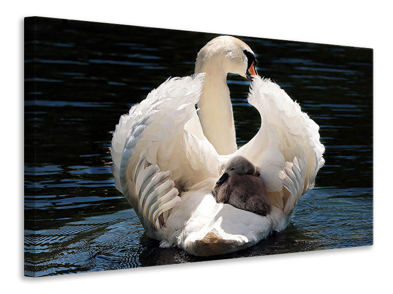 canvas-print-mom-and-baby-swan