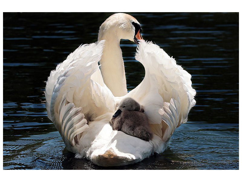 canvas-print-mom-and-baby-swan