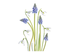 canvas-print-muscari-and-galanthus