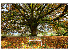 canvas-print-my-favorite-tree