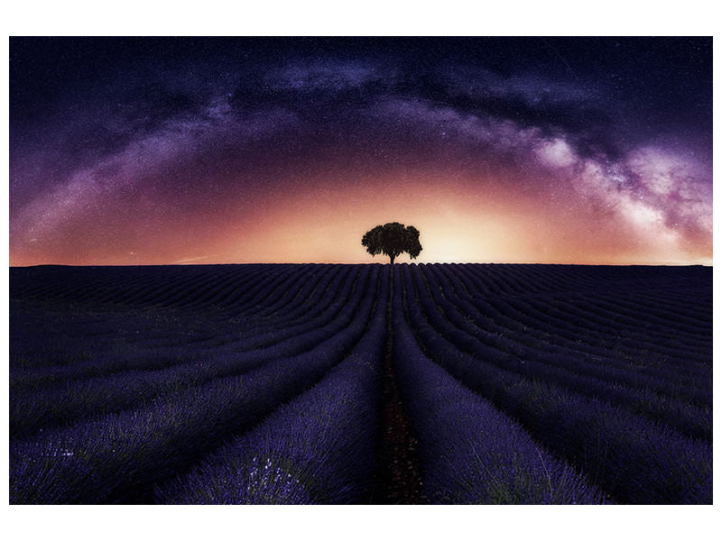 canvas-print-my-lavander