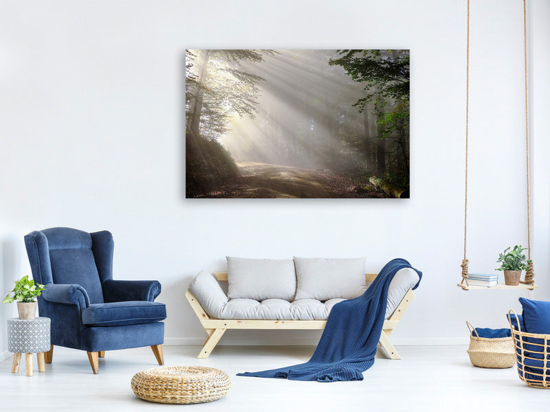 canvas-print-mystical-light-in-the-forest