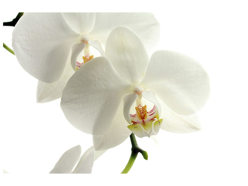 canvas-print-orchids-bloom