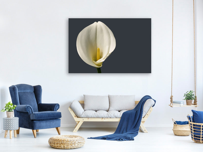 canvas-print-proud-calla