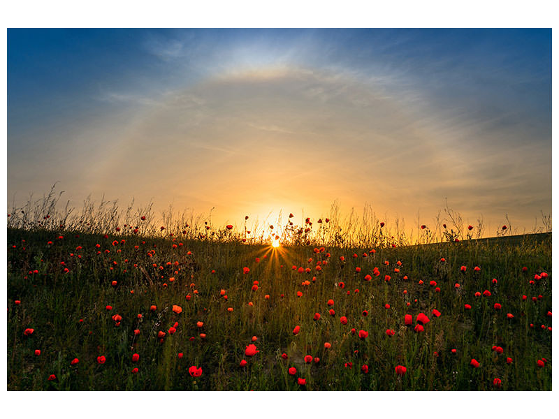 canvas-print-red-poppies-and-sunrise