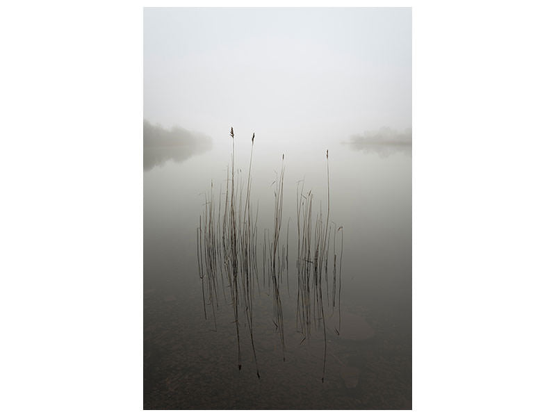 canvas-print-reeds-in-the-mist